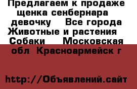 Предлагаем к продаже щенка сенбернара - девочку. - Все города Животные и растения » Собаки   . Московская обл.,Красноармейск г.